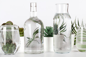Collection of various plants in pots distorted through water in glasses on white background.Home decor, eco friendly, relax, gardening concept