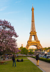 Eiffel Tower with Magnolia flowers in Paris.