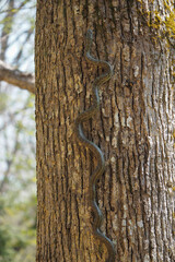 アオダイショウ Japanese rat snake