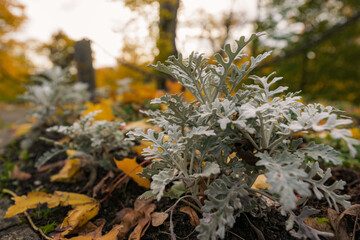 autumn leaves on the ground