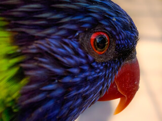 Lorikeet bird head shot