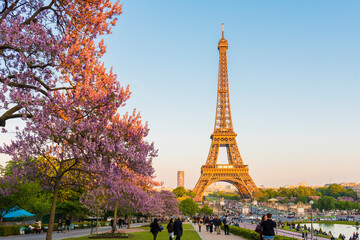 Eiffelturm mit Magnolienblüten in Paris.