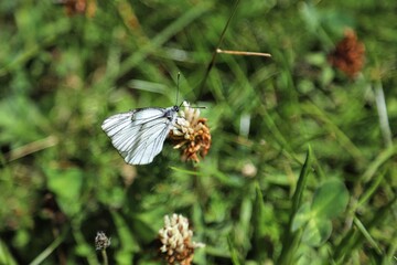 FARFALLA 