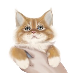 Red orange fluffy kitten in human hand isolated on white background