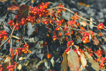 autumn leaves in the forest
