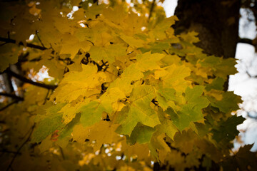 autumn leaves on the tree