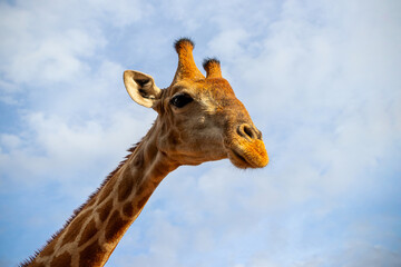 Wild african life. A large common South African giraffe on the summer blue sky.