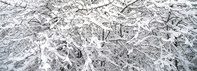 Texture or background from branches with snow