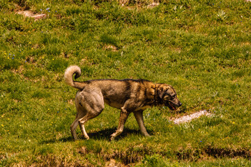 Chien de troupeaux