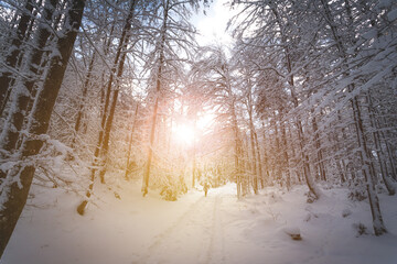 Sunny winter landscape in the nature: Footpath, snowy trees, sunshine and blue sky