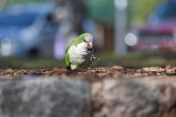monk parakeet (myiopsitta monachus), or quaker parrot, in the city