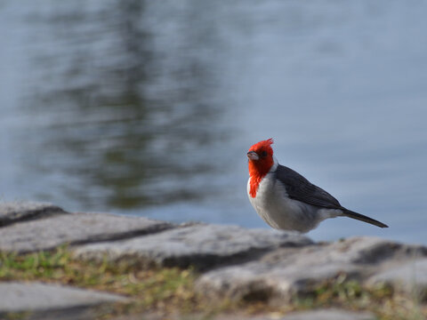 red-crested cardinal (Paroaria coronata)