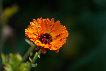Marigold Flower