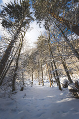Winter landscape in the nature: Footpath, snowy trees and blue sky