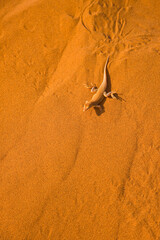Lagarto de dunas (Meroles anchietae) Desierto Namib Namibia Africa