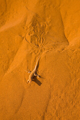 Lagarto de dunas (Meroles anchietae), Desierto Namib, Namibia, Africa