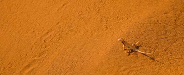 Lagarto de dunas (Meroles anchietae) Desierto Namib Namibia Africa