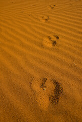 Avestruz Desierto Namib Namibia Africa