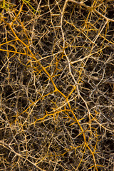 Sossus Vlei Sesriem Desierto Namib Namibia Africa