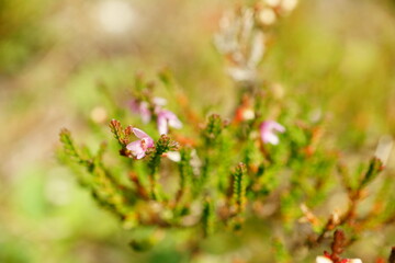 Abstract macro photography of  alpine heather plant with copy space - art of nature