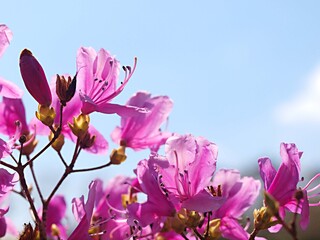 コバノミツバツツジの花のアップ