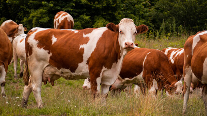 Fototapeta na wymiar Detail of a brown cow watching the surroundings