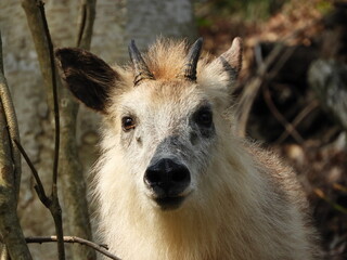 Fototapeta premium ニホンカモシカ・4月・秋田市