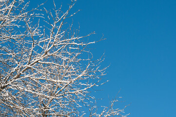 snow covered twigs of a tree with blue sky
