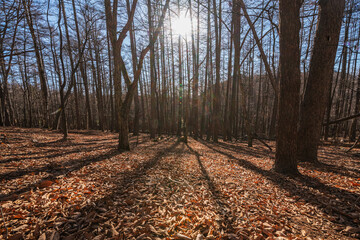 Deep and calm forest in Mizugaki winter