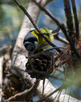 African Blue Tit Eating From A Pine Cone