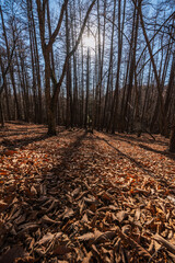Deep and calm forest in Mizugaki winter