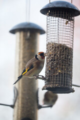 Goldfinch feeding from  a garden bird feeder, United Kingdom