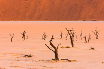 Fototapeta na wymiar Deadvlei, Sossus Vlei, Desierto Namib, Namibia, Africa