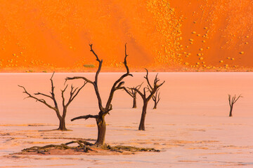 Deadvlei, Sossus Vlei, Desierto Namib, Namibia,  Africa