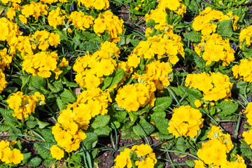 Springtime flower bed background of primrose (primula) plants in a public park that produce a yellow flower in spring during the months of March and April, stock photo image