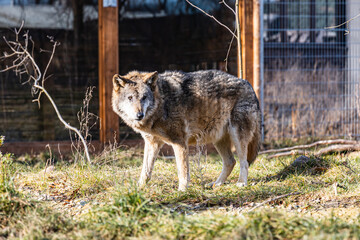 Gray wolf standing on small glade in front of small building