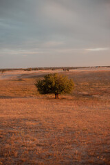 Fototapeta na wymiar savannah landscape with trees