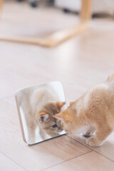 british chinchilla kitten and mirror 