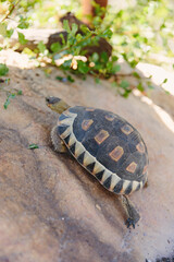 Turtle climbing up a brown rock in the shade - South African wildlife