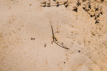 Ants at work at their nest on brown sand 