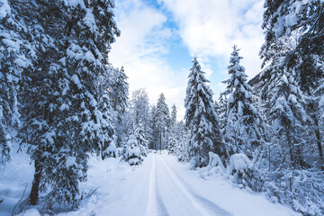 Winter landscape in the nature: Footpath, snowy trees and blue sky
