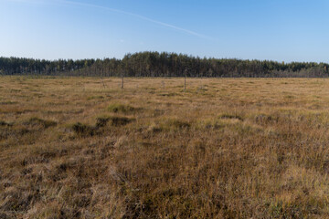 Territory of Sestroretsk swamp reserve. Saint-Petersburg. Russia