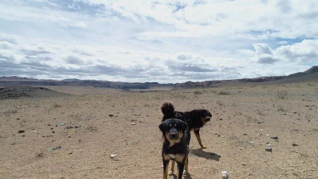 Mongolian dogs bark at drone, Zavkhan River, river in the Govi-Altai Mongolia