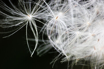 Dandelion flower and seeds closeup