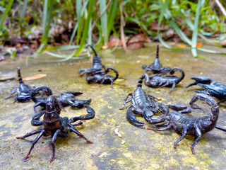 Horde of black scorpions On the ground in the garden