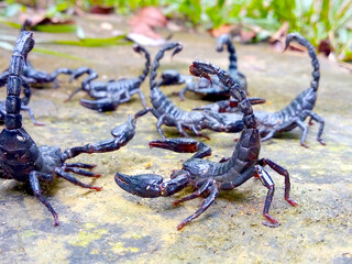 Horde of black scorpions On the ground in the garden