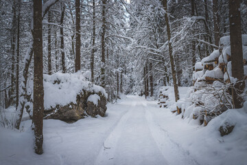 Winter landscape in the nature: Footpath, snowy trees
