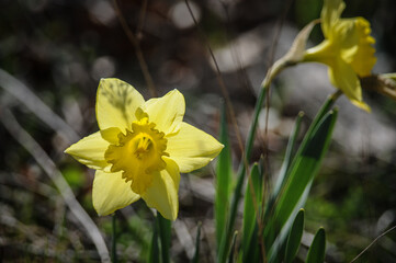 Daffodil foreground and background