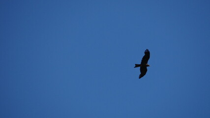 eagle in flight