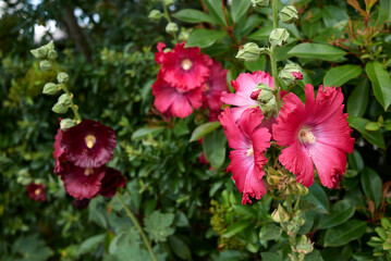 Alcea rosea
